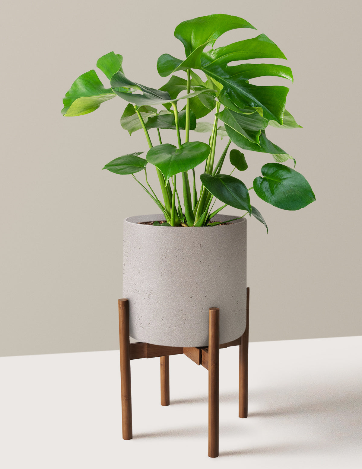 Monstera Deliciosa