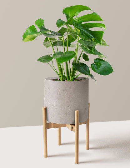 Monstera Deliciosa