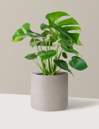 Monstera Deliciosa