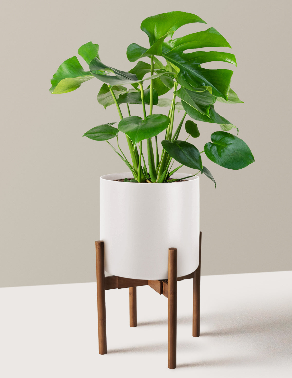 Monstera Deliciosa