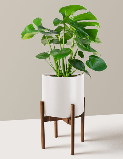 Monstera Deliciosa