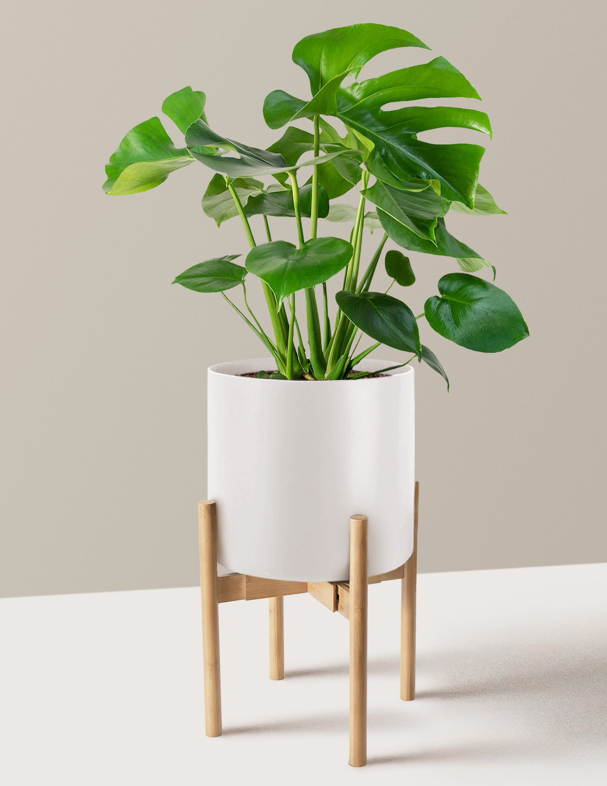 Monstera Deliciosa