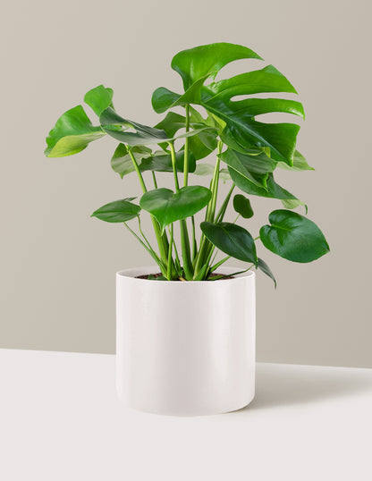 Monstera Deliciosa