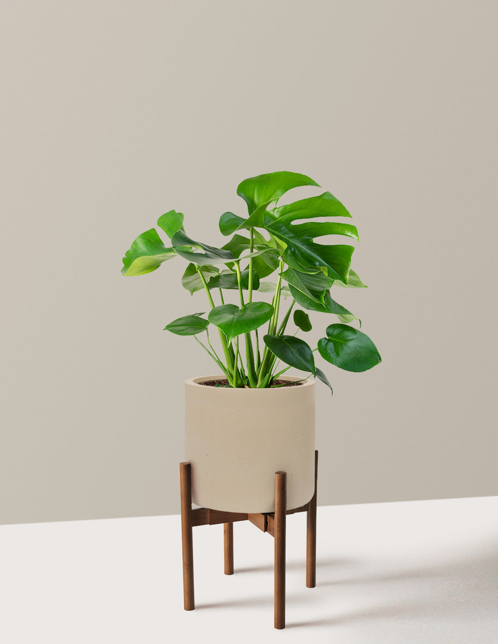 Monstera Deliciosa