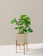 Monstera Deliciosa