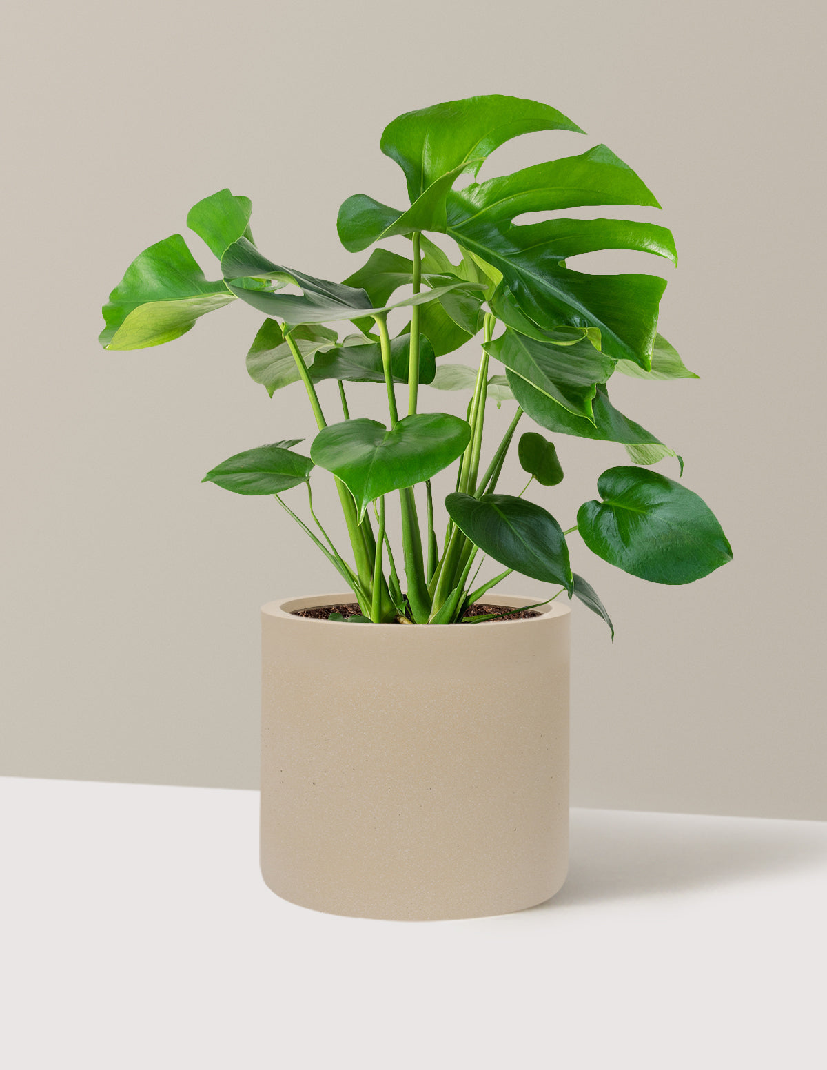 Monstera Deliciosa