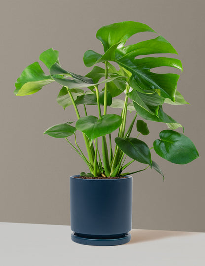 Monstera Deliciosa