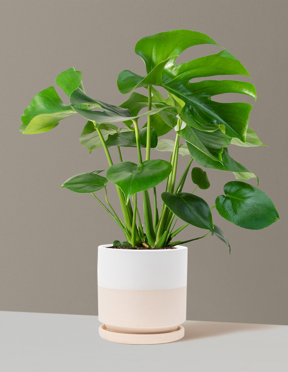 Monstera Deliciosa