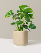 Monstera Deliciosa