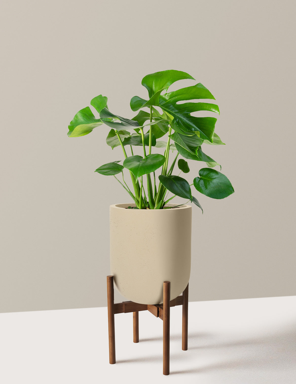 Monstera Deliciosa