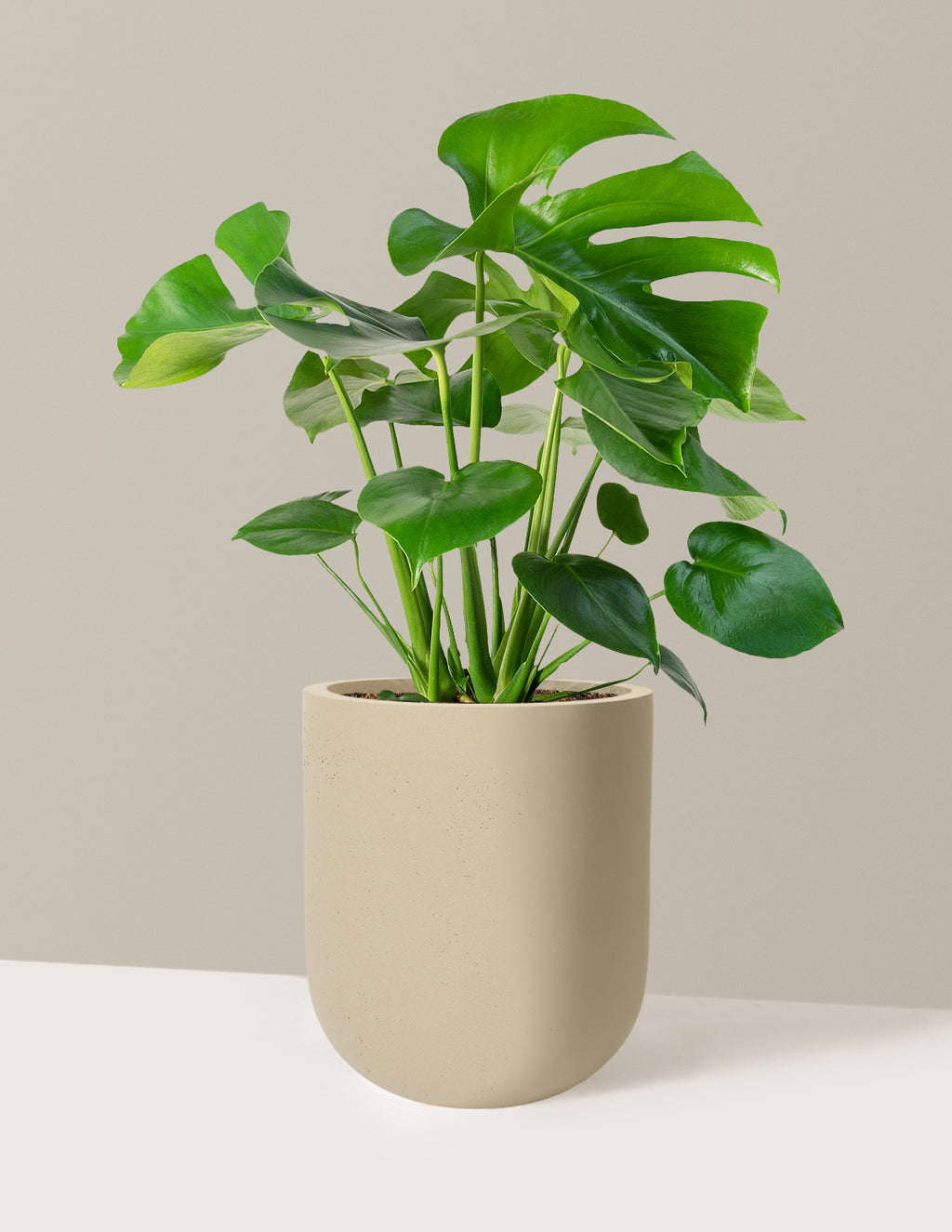 Monstera Deliciosa