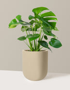 Monstera Deliciosa