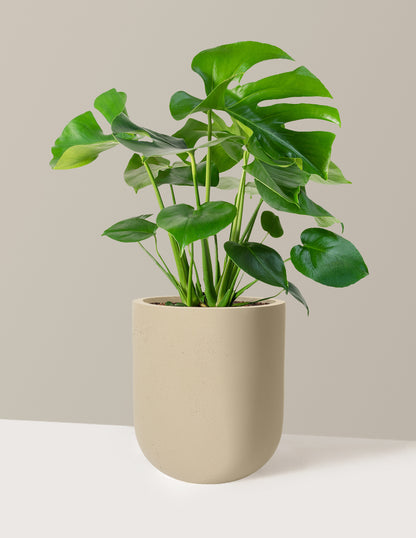 Monstera Swiss Cheese