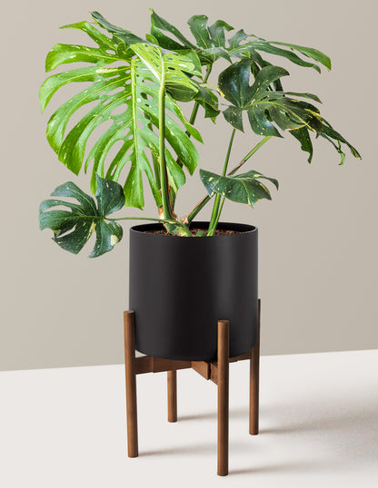 Monstera Thai Constellation