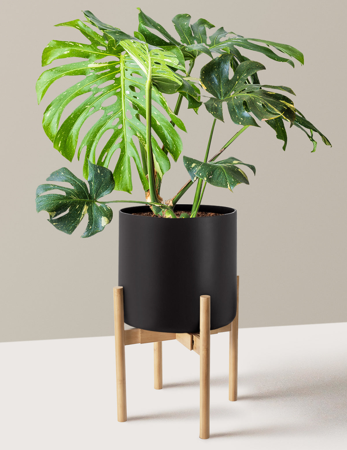 Monstera Thai Constellation