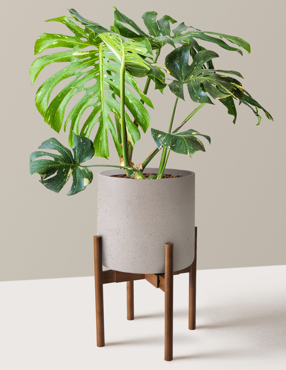Monstera Thai Constellation