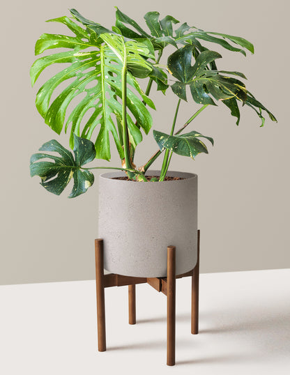 Monstera Thai Constellation
