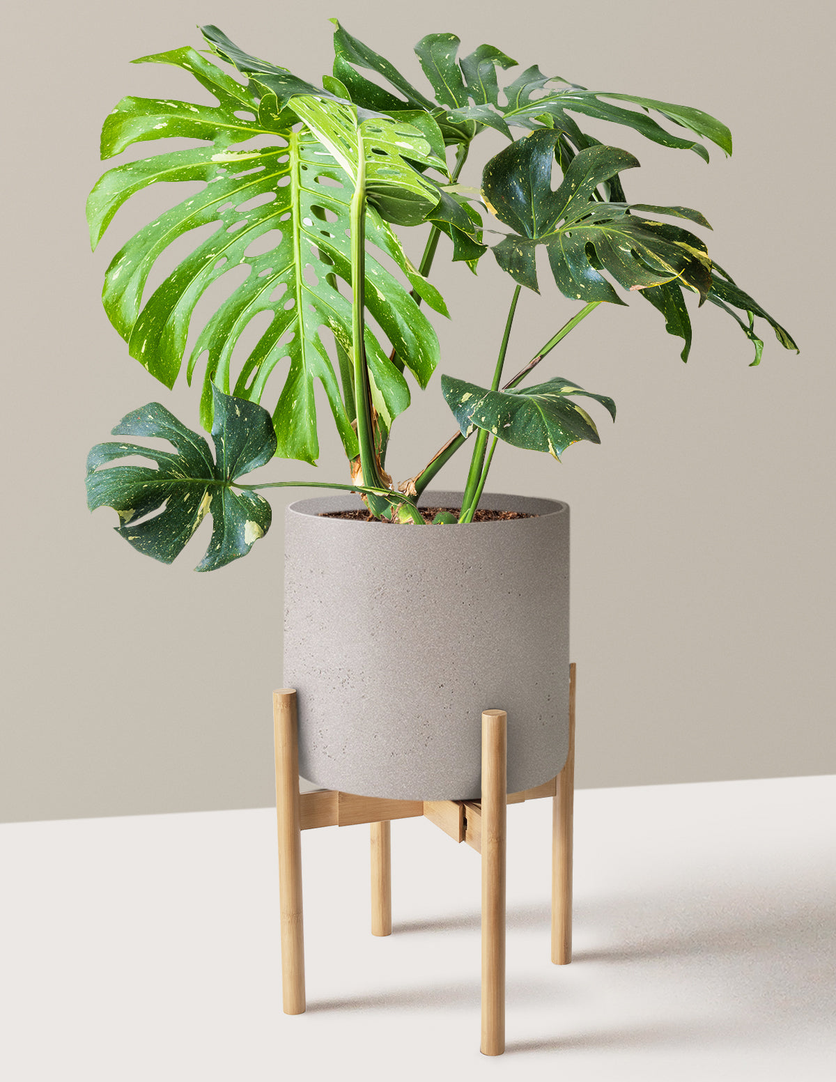 Monstera Thai Constellation