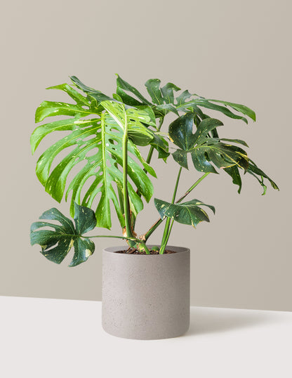 monstera thai constellation for sale Monstera Thai Constellation Houseplant with Planter - Large (2'-3' tall) Cement Grey Planter