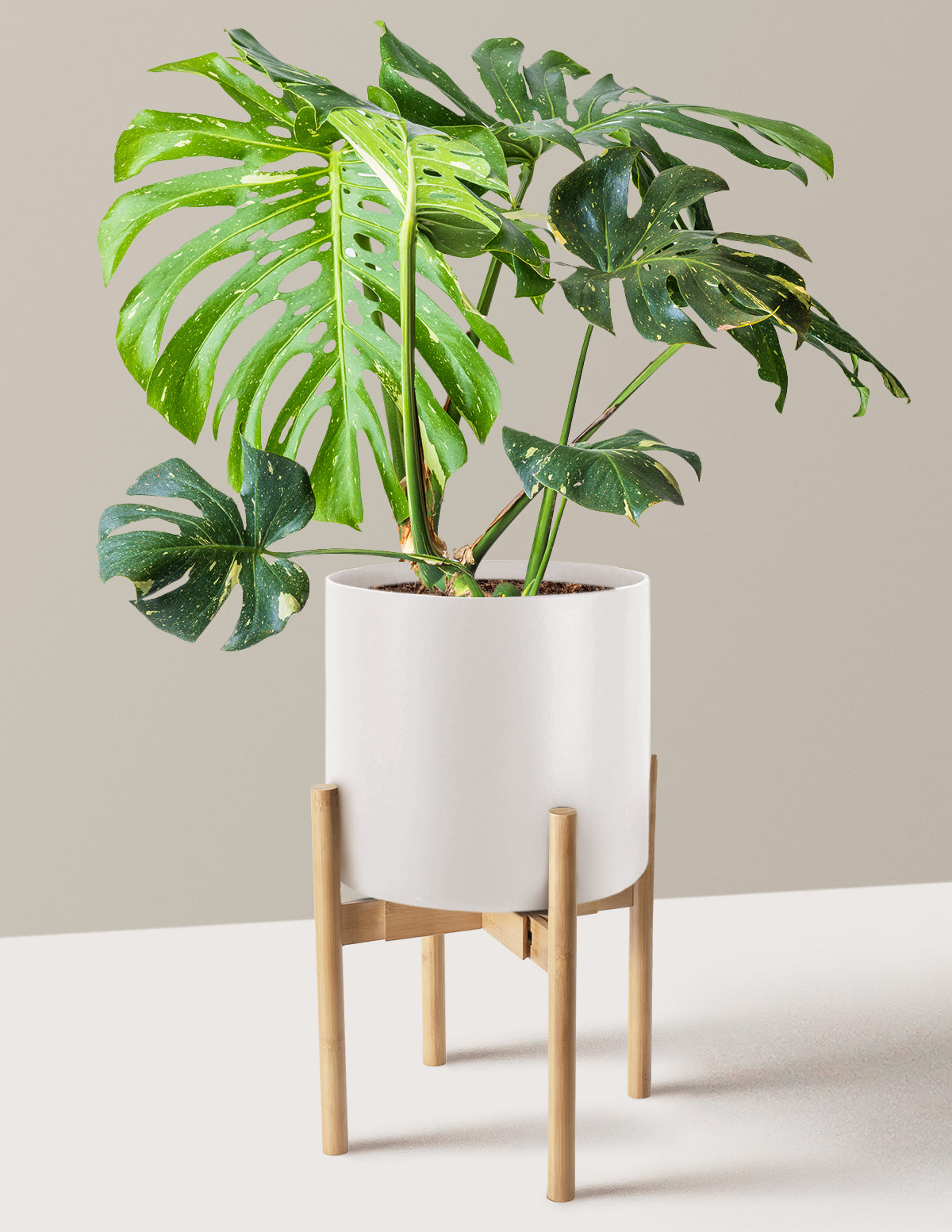 Monstera Thai Constellation