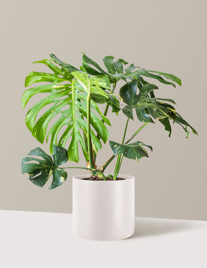 white monstera plant price Monstera Thai Constellation Houseplant with Planter - Large (2'-3' tall) Cement Grey Planter