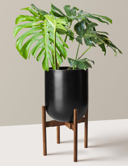 Monstera Thai Constellation