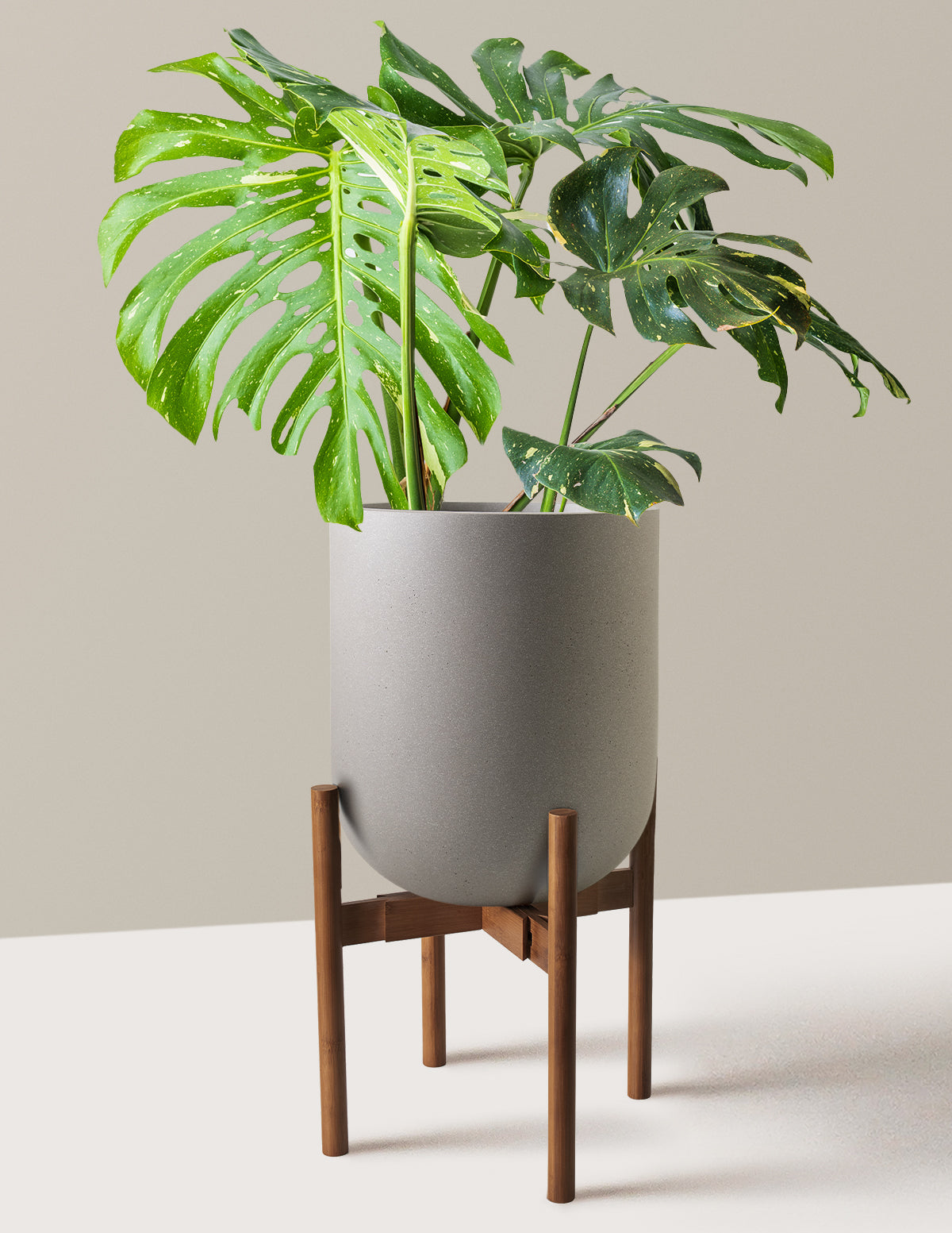 Monstera Thai Constellation