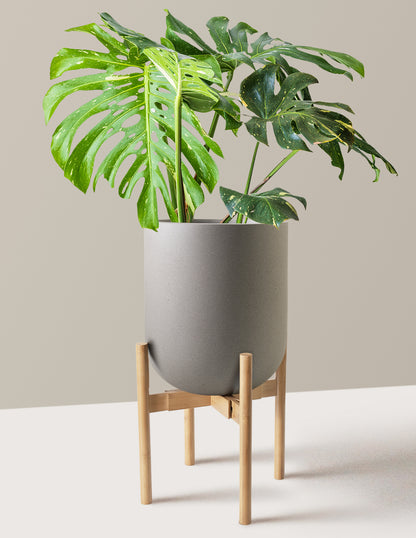 Monstera Thai Constellation