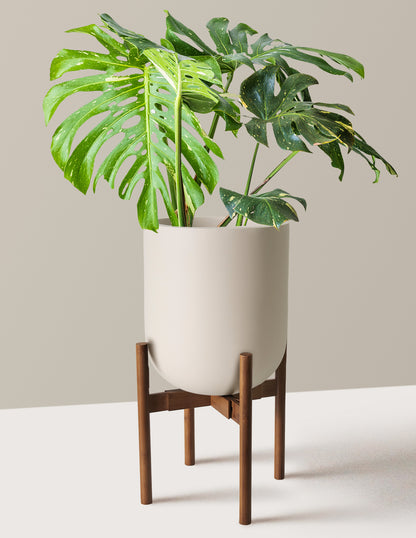 Monstera Thai Constellation