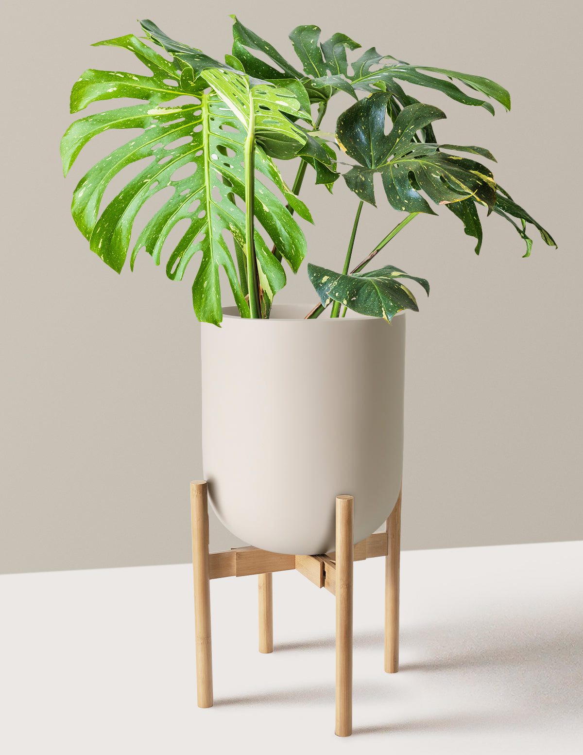 Monstera Thai Constellation