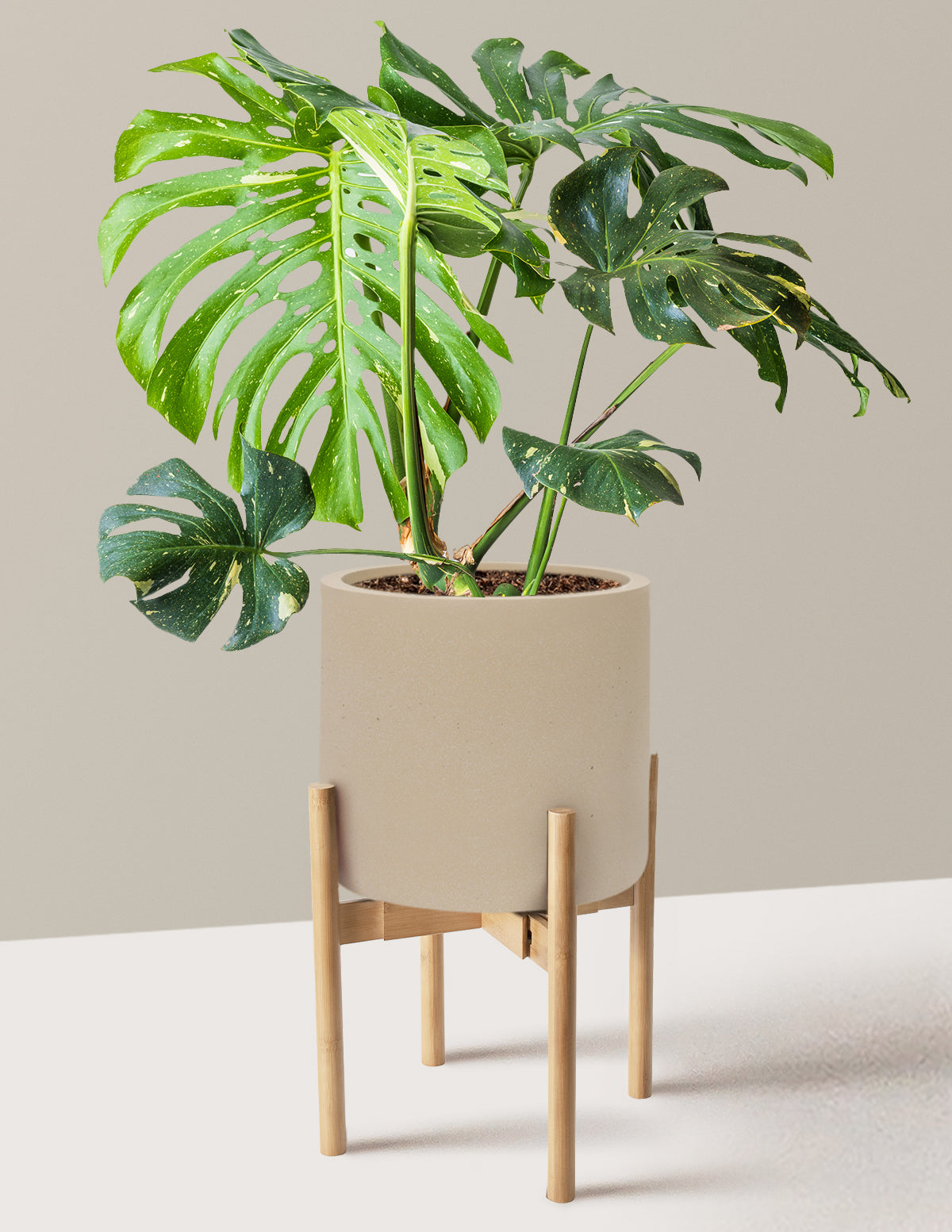 Monstera Thai Constellation