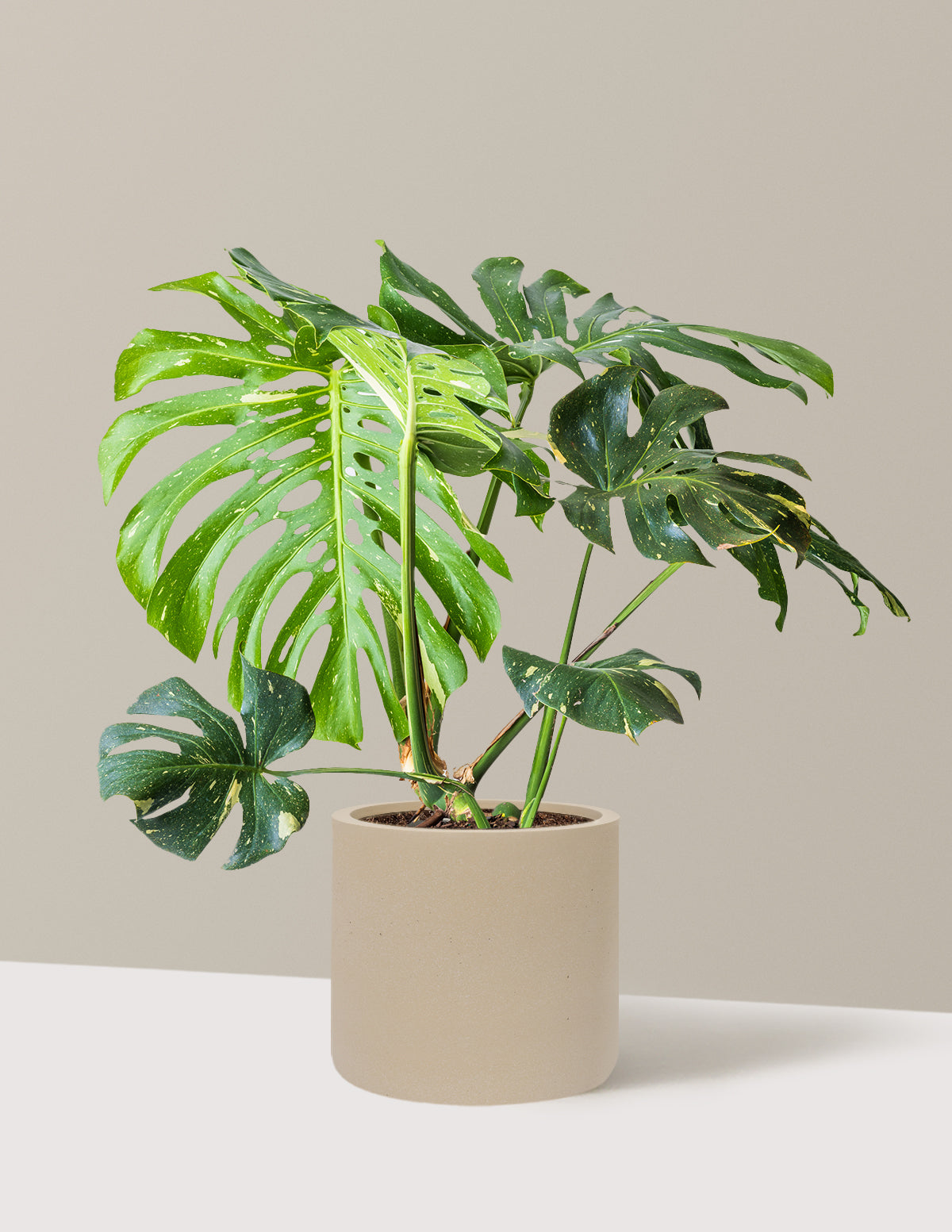Monstera Thai Constellation