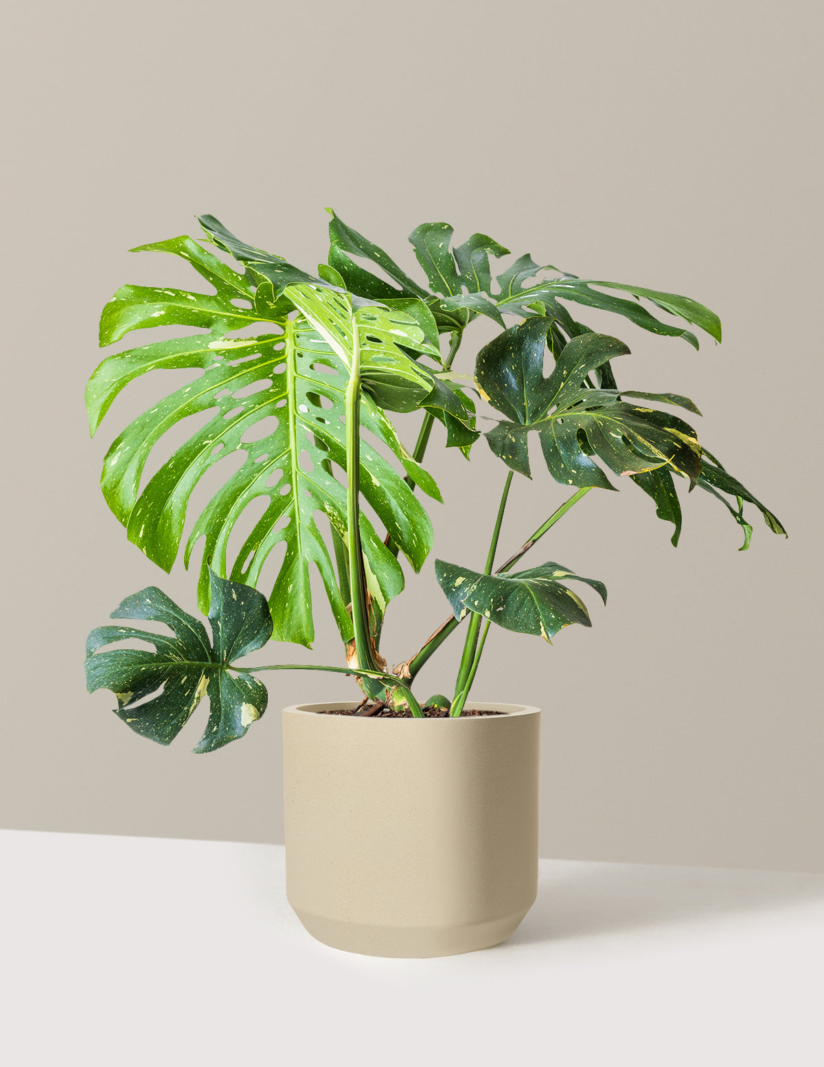 Monstera Thai Constellation