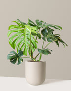 Monstera Thai Constellation
