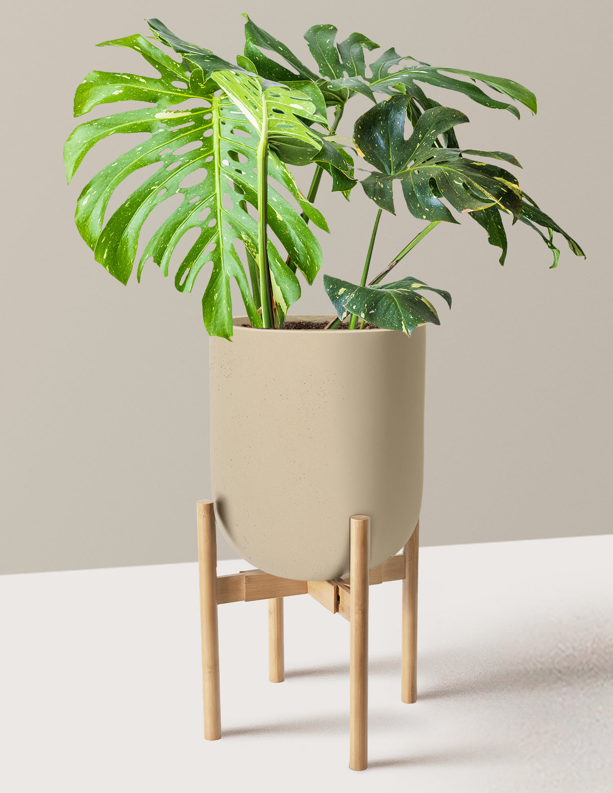 Monstera Thai Constellation