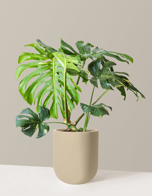 Monstera Thai Constellation