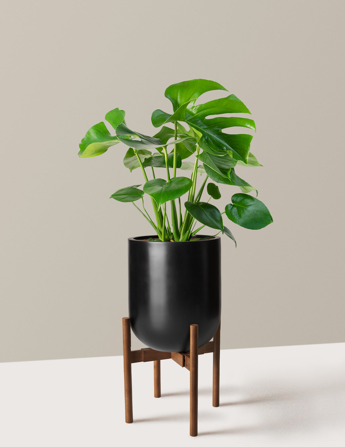 Monstera Deliciosa