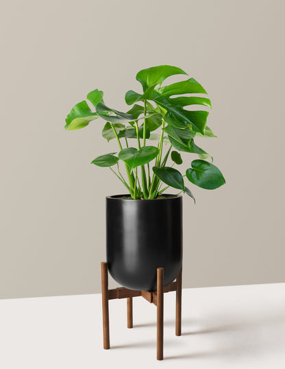 Monstera Deliciosa