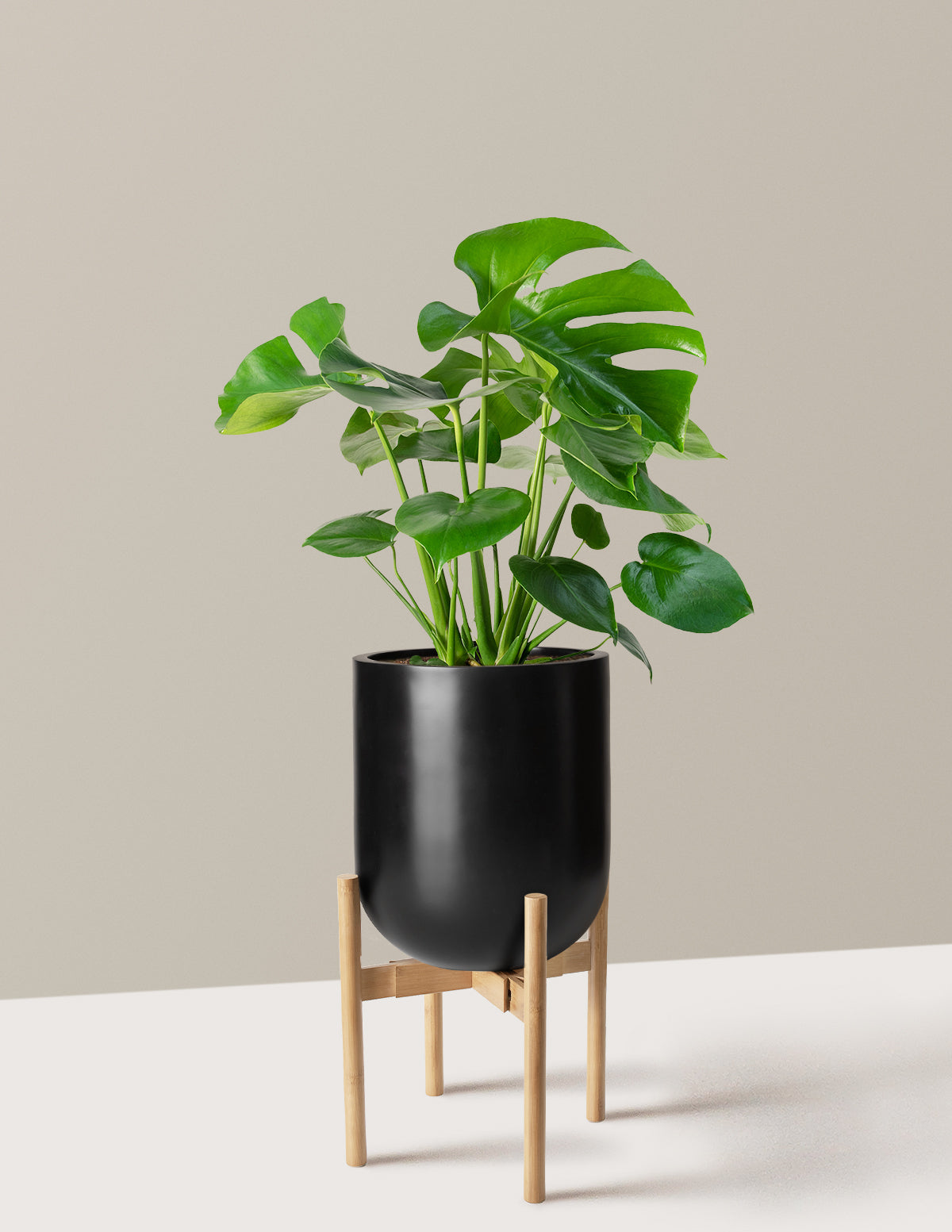 Monstera Deliciosa