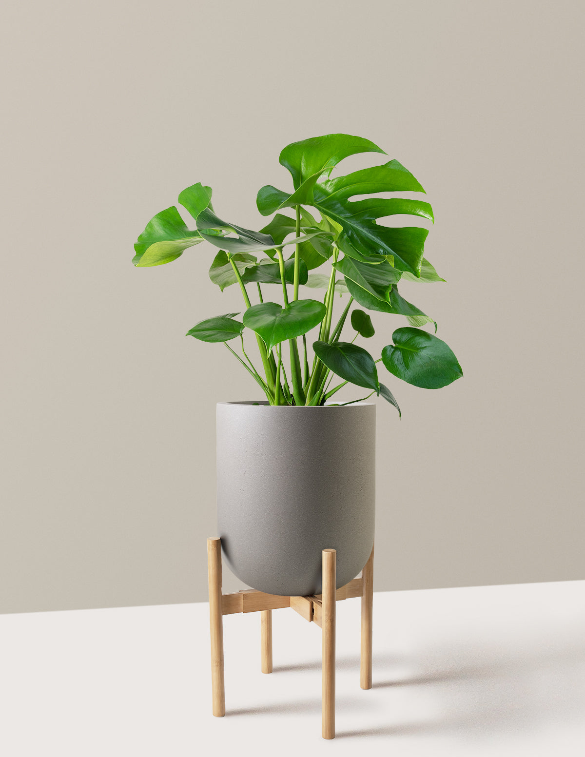 Monstera Deliciosa