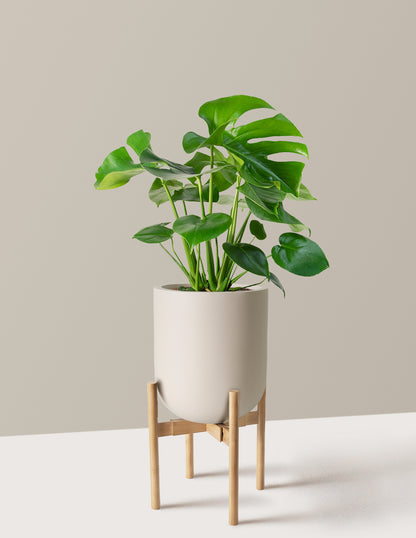 Monstera Deliciosa