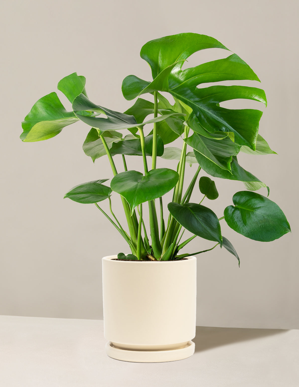 Monstera Deliciosa