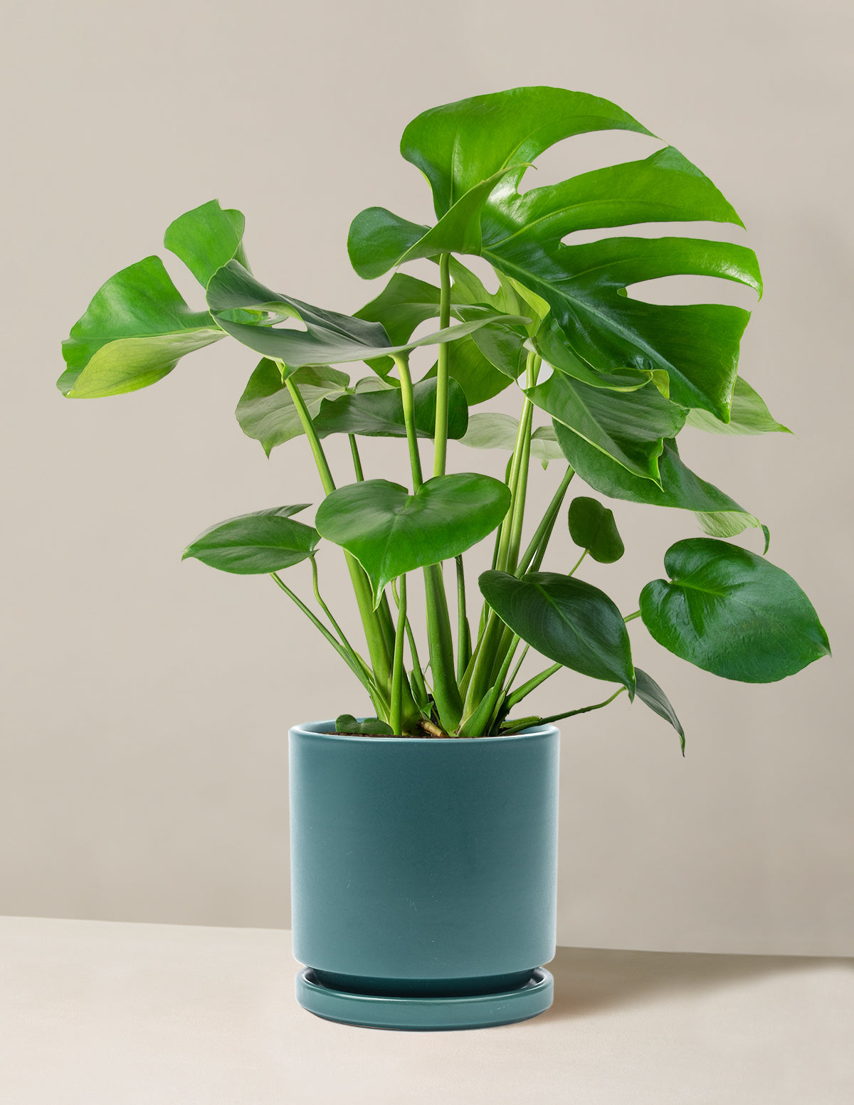 buy monstera deliciosa plant online Monstera Deliciosa Houseplants, Medium in Bubblegum
