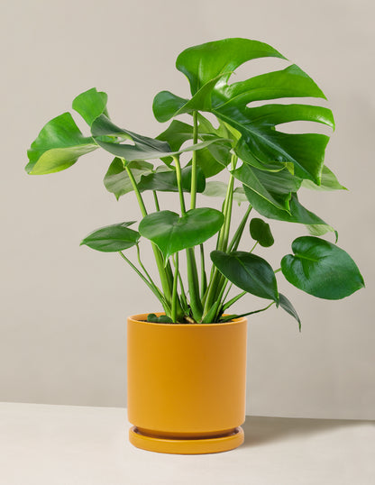 Monstera Deliciosa
