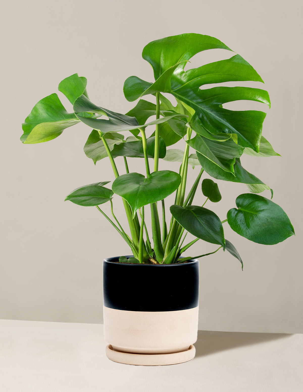 Monstera Deliciosa Houseplant Large P...