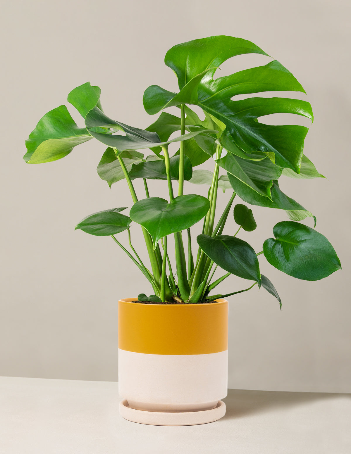 Monstera Deliciosa
