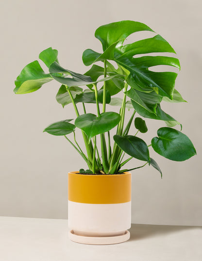 Monstera Deliciosa