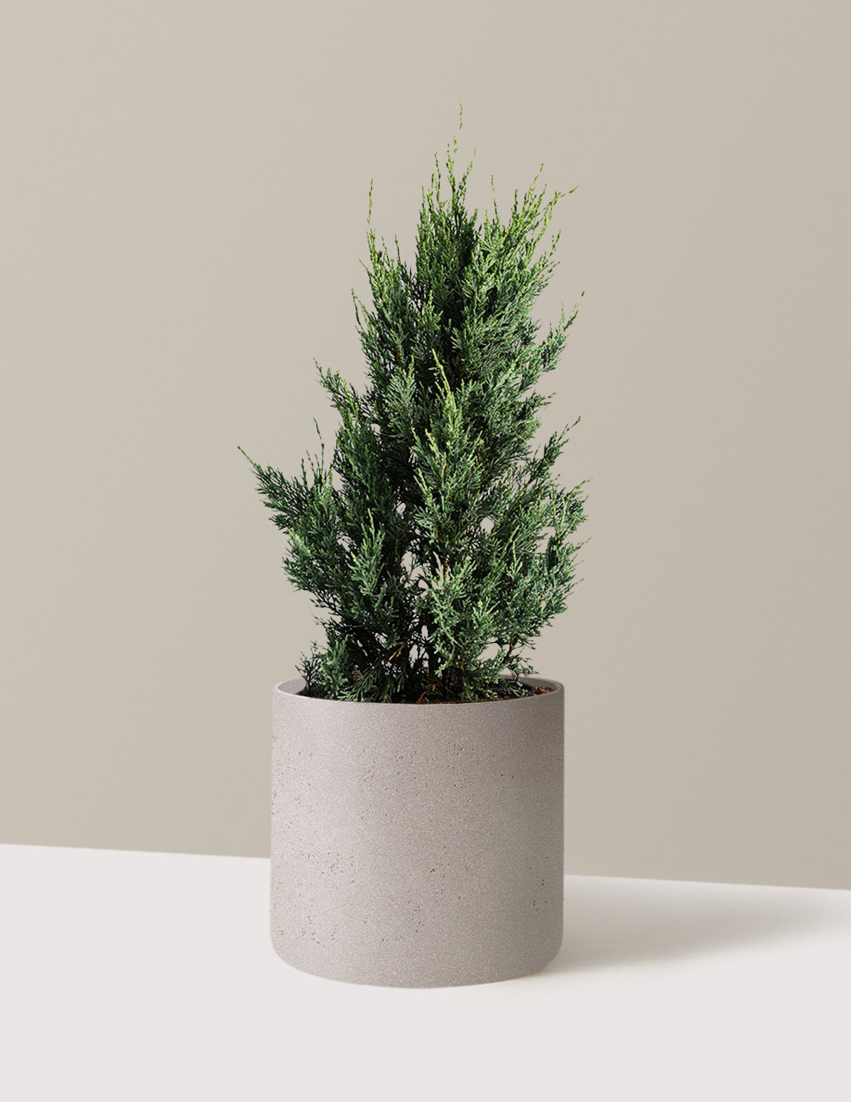 bundle | 1-2 ft. | Agnes | Cement Grey