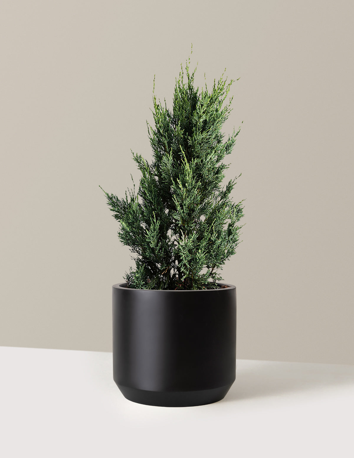 Moonglow Juniper Tree