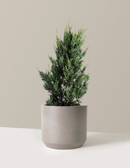 Moonglow Juniper Tree